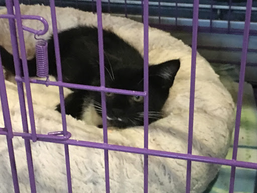 One of the kittens at Merrimack Feline Rescue Society rests in its cage.