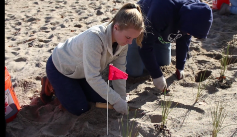 Students Help to Restore Dunes on Salisbury Beach