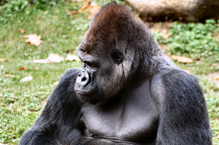 A Silverback Gorilla is considered to be one of the strongest mammals for its size.