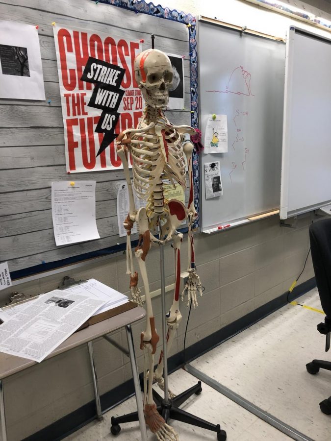 Here is Dr. Moore’s class Skeleton Sketchy watching over the class