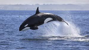 wild orca with collapsed dorsal fin