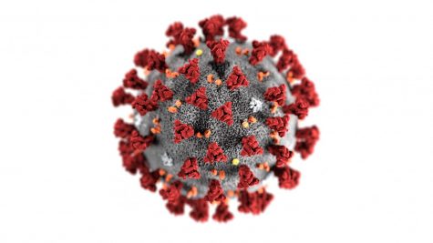 An image of a microscopic view of the coronavirus.