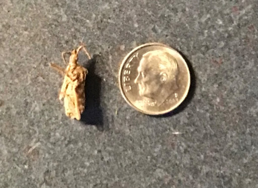 A dried up deceased stink bug found in a windowsill, dime for comparison (Doucot photo)