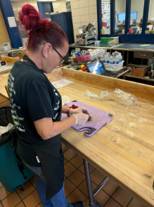 Kerri Chavez, cutting up strawberries for students lunch (Photo Alantzas)

