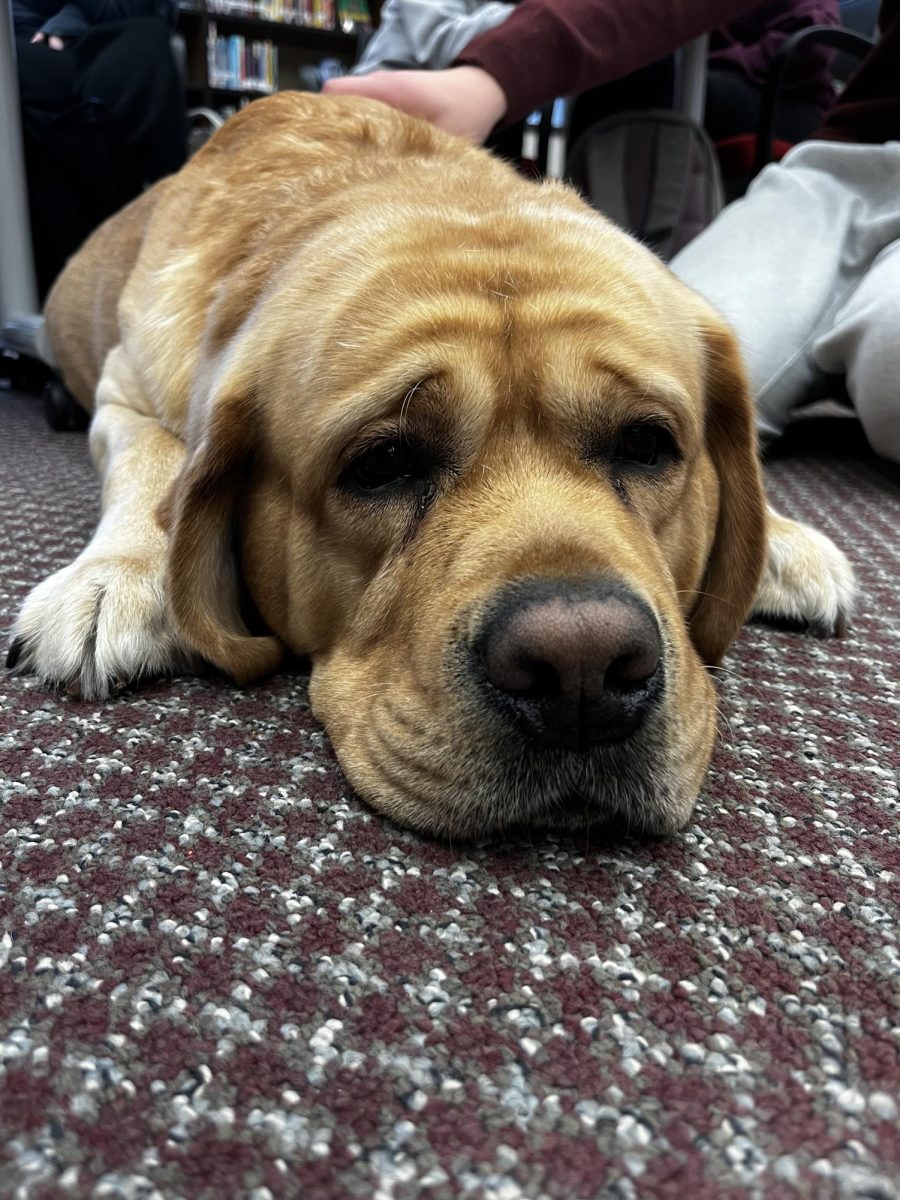 Therapy Dogs at Triton